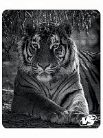 картинка коврик vs (vs_b4637) "фауна", "тигр" от магазина Tovar-RF.ru