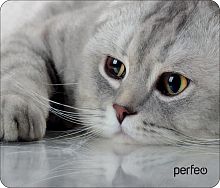 картинка коврик для компьютерной мыши perfeo (pf_d0666) "cat" от магазина Tovar-RF.ru