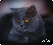 картинка коврик для компьютерной мыши perfeo (pf_d0672) "cat" от магазина Tovar-RF.ru