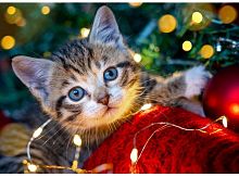 картинка набор рыжий кот алмаз. мозаика (класс.)22х32см. с подр., с полн. заполн. (30 цв.) котёнок с гирляндой нд-5859 пп-00208515 от магазина Tovar-RF.ru