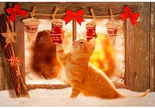 картинка набор рыжий кот холст с красками 30х40 см по номерам в коробке (19 цв.) котёнок ищет лакомства х-5961 пп-00208585 от магазина Tovar-RF.ru