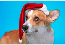 картинка набор рыжий кот алмаз. мозаика (блест.) 30х40 см. без подр., с част. заполн. (28 цв.) корги в шапке нд-5871 пп-00208532 от магазина Tovar-RF.ru