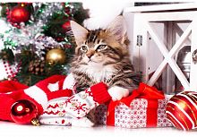 картинка набор рыжий кот холст с красками 40х50 см по номерам в коробке (21 цв.) новогодний кот х-5973 пп-00208601 от магазина Tovar-RF.ru