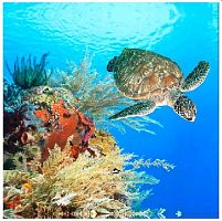 картинка Штора для ванной BRIMIX 02-10 Шторка в ванную комнату фотопечать - ГИГАНТСКАЯ ЧЕРЕПАХА от магазина Tovar-RF.ru