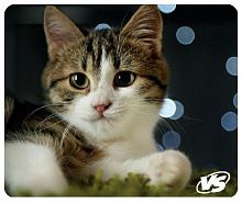 картинка коврик vs (vs_b4651) "cat", рис.7 от магазина Tovar-RF.ru