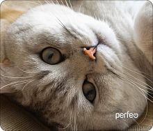 картинка коврик для мыши perfeo (pf_d0654) "cat" от магазина Tovar-RF.ru