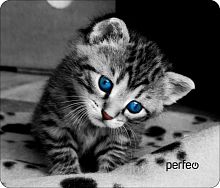 картинка коврик для мыши perfeo (pf_d0655) "cat" от магазина Tovar-RF.ru