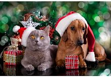 картинка набор рыжий кот холст с красками 40х50 см по номерам в коробке (23 цв.) помощники санты х-5971 пп-00208598 от магазина Tovar-RF.ru